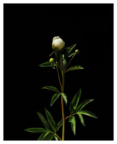 Paeonia Lactiflora - Duchesse de Nemours 1