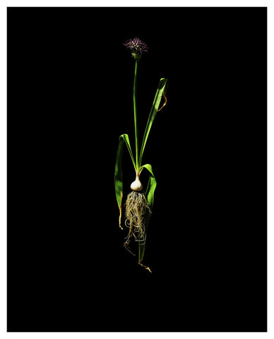 Allium Cristophii -  Star of Persia 2