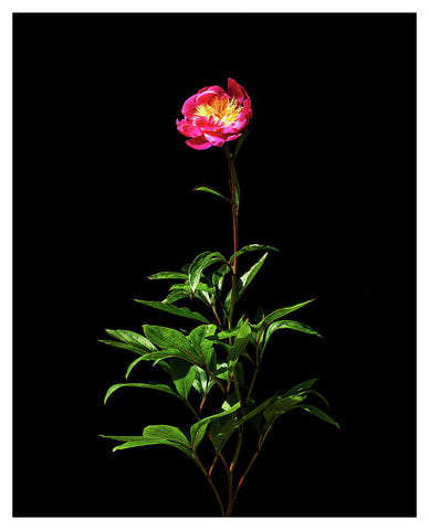 Paeonia Lactiflora - Bowl Of Love